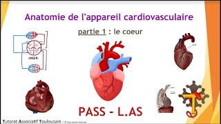 Anatomie de lappareil cardiovasculaire  partie 1  Le Cœur  Tutorat Associatif Toulousain [upl. by Silma]