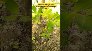 How to grow in pot groundnut mungfalishortsgroundnutytshorts [upl. by Hazelton]