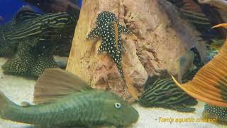 L14 Scobinancistrus aureatus quotSunshine Plecoquot HD [upl. by Legnaleugim16]