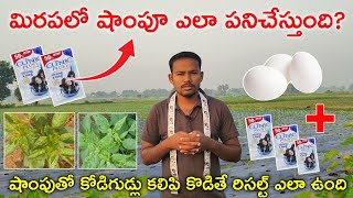 2 రూపాయిల షాంపుతో ముడత వైరస్ పోతుందా  shampoo use in chilli crop telugu  hmr telugu agriculture [upl. by Metsky]