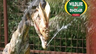 Combe Martin Wildlife and Dinosaur Park Tour [upl. by Lanta]