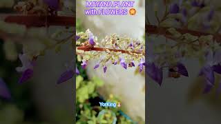 Mayana Plant with Flowers jichangwook korean oppa korea kdrama actor star singer flowers [upl. by Eicaj]