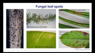 Webinar  Comparing Fungal and Bacterial Leaf Spots [upl. by Leonard]