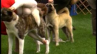 Akita  AKC Dog Breed Series [upl. by Namyaw]