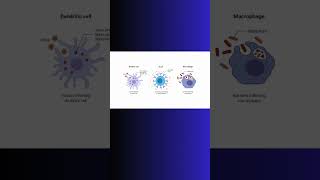 ANTIGEN PRESENTATION and INFLAMMATION inflammation immunity physiology cell biology science [upl. by Daj]