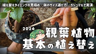 【初心者向け】観葉植物の基本の植え替え方法をシンプルに説明【植え替え手順、必要な道具や材料について】現役植物販売員 草野植木Uekiplants [upl. by Akcirderf]