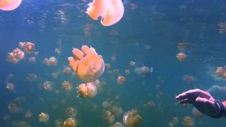 Jellyfish Lake Rock Islands Palau GoPro HD2 [upl. by Nipsirc]