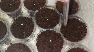 How to sow pelletized lettuce seeds  Rijk Zwaan [upl. by Halian16]