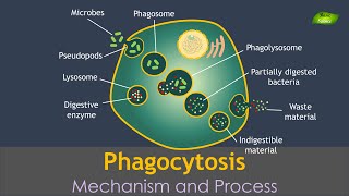 Phagocytosis Animation  Notes  Immunology  Basic Science Series Hindi [upl. by Di299]