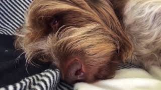 Darwin the Italian Spinone singing in his sleep [upl. by Angelico]