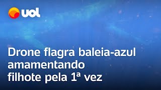 Drone flagra baleiaazul amamentando filhote pela 1ª vez e outros momentos íntimos veja vídeos [upl. by Boys746]