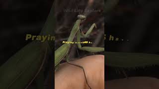 Cool Facts about mantis 🤯 shorts animals facts mantis [upl. by Chloras]