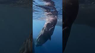 Listen Baby Whale Checking Out the World🐋🐬🤿🌊shorts youtubeshorts shortsfeed shortvideo [upl. by Iormina82]