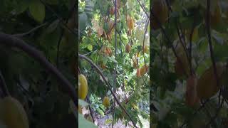 Gran cantidad de fruta de carambola 😱 campo shorts fruta carambola [upl. by Llenahc944]