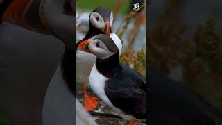 Atlantic Puffin an extraordinary avian species stands as a testament to the sheer beauty of nature [upl. by Neelyahs]