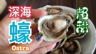 南美洲智利深海生蠔ostra點樣最快開生蠔？白菜價錢食深海蠔！ [upl. by Evey]