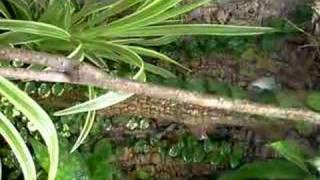 Anolis mmarmoratus in terrarium [upl. by Ameerak]