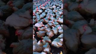 Beautiful hen shorts chicken musicgenre fypviral [upl. by Peggi474]