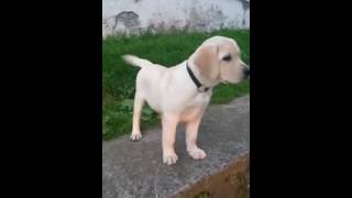 4 month old labrador pup [upl. by Besnard871]