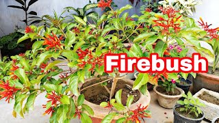 Firebush Plant को कैसे लगाया जाऐ [upl. by Regazzi136]