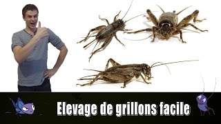 ELEVAGE DE GRILLONS FACILE  TUTO EUBLEPHARIS [upl. by Tnias66]