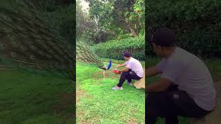 The Most Beautiful Peacock Dance bird 🦚 peacocks reel viralvideo birdslover newvideo reel [upl. by Cedric]