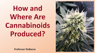 How and Where Are Cannabinoids Produced [upl. by Esinrahs]