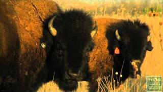 Running with the Bison at Caprock Canyons Texas [upl. by Odnumyer310]