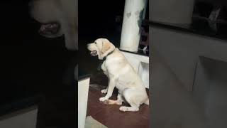 Bruno newgen 2k24 thelab doglovers 🥳😍😘🥰 malayalam song [upl. by Mathias]