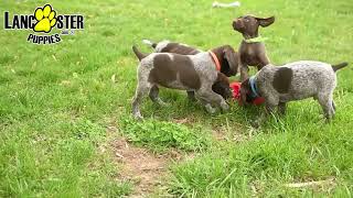 Charming German Shorthaired Pointer Puppies [upl. by Venetis332]