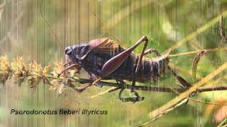 Pojoče kobilice Slovenije  Singing Orthoptera of Sloveniawmv [upl. by Halden]