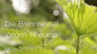 Brennnessel gegen Rheuma  ViriditasHeilpflanzenvideo [upl. by Koosis]