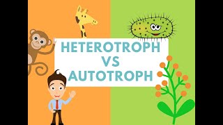 Difference Between Heterotrophs and Autotrophs Difference it [upl. by Macdermot]