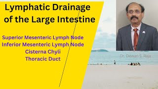 Lymphatic Drainage of the Large Intestine [upl. by Bohlen]