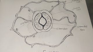 Stomata diagram। How To Draw stomata diagram। stomata diagram class 10। stomata biology diagram [upl. by Olonam]