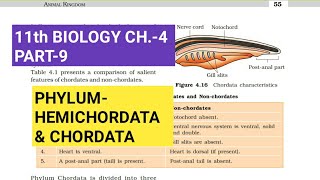 Class 11 BiologyCh4 Part9PhylumHemichordata amp ChordataStudy with Farru [upl. by Baseler]