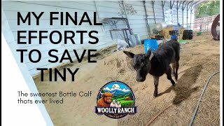 My final efforts to save Tiny my bottle calf [upl. by Ches]