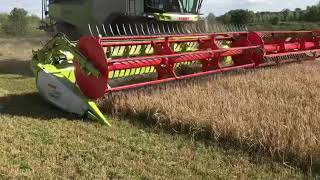 CLAAS Lexion 7700 amp 1080 Convio Flex undersown spring barley [upl. by Eterg531]