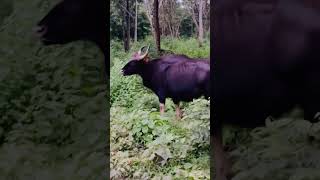 Nagarahole Tiger Reserve tigerreserve deer bison elephantvideo forest youtubefeed youtube [upl. by Weinhardt]