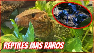 LOS REPTILES MÁS RAROS DEL CRIADERO 🐲🐉🦎🐍🐢 [upl. by Ahsitak]