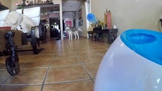 Husky Plays With iFetch Automatic Dog Ball Launcher [upl. by Asiek]