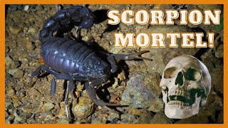 Le scorpion mortel Parabuthus transvaalicus [upl. by Nanreit]