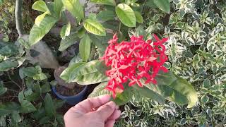 Ixora plant care and propagation [upl. by January390]