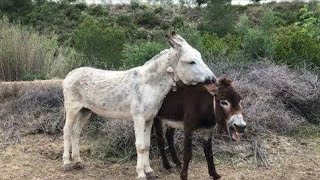 Donkey fighting and beautiful voice calling to another donkey❤🐴🐴 [upl. by Aikat]