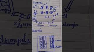 Structure of zygomycota and ascomycota [upl. by Thordis]