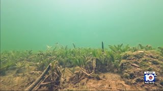 Invasive seagrass impacting South Florida came from Caribbean [upl. by Fanni]