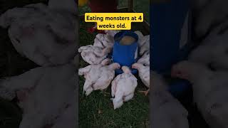 Cornish cross chicken at 4 weeks old chicken farming garden [upl. by Senior]