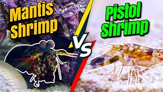 MANTIS SHRIMP vs PISTOL SHRIMP [upl. by Lyrehs]