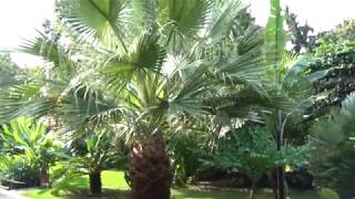 Washingtonia filifera 2018 [upl. by Aset768]