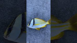 Porkfish in the Keys [upl. by Niels]